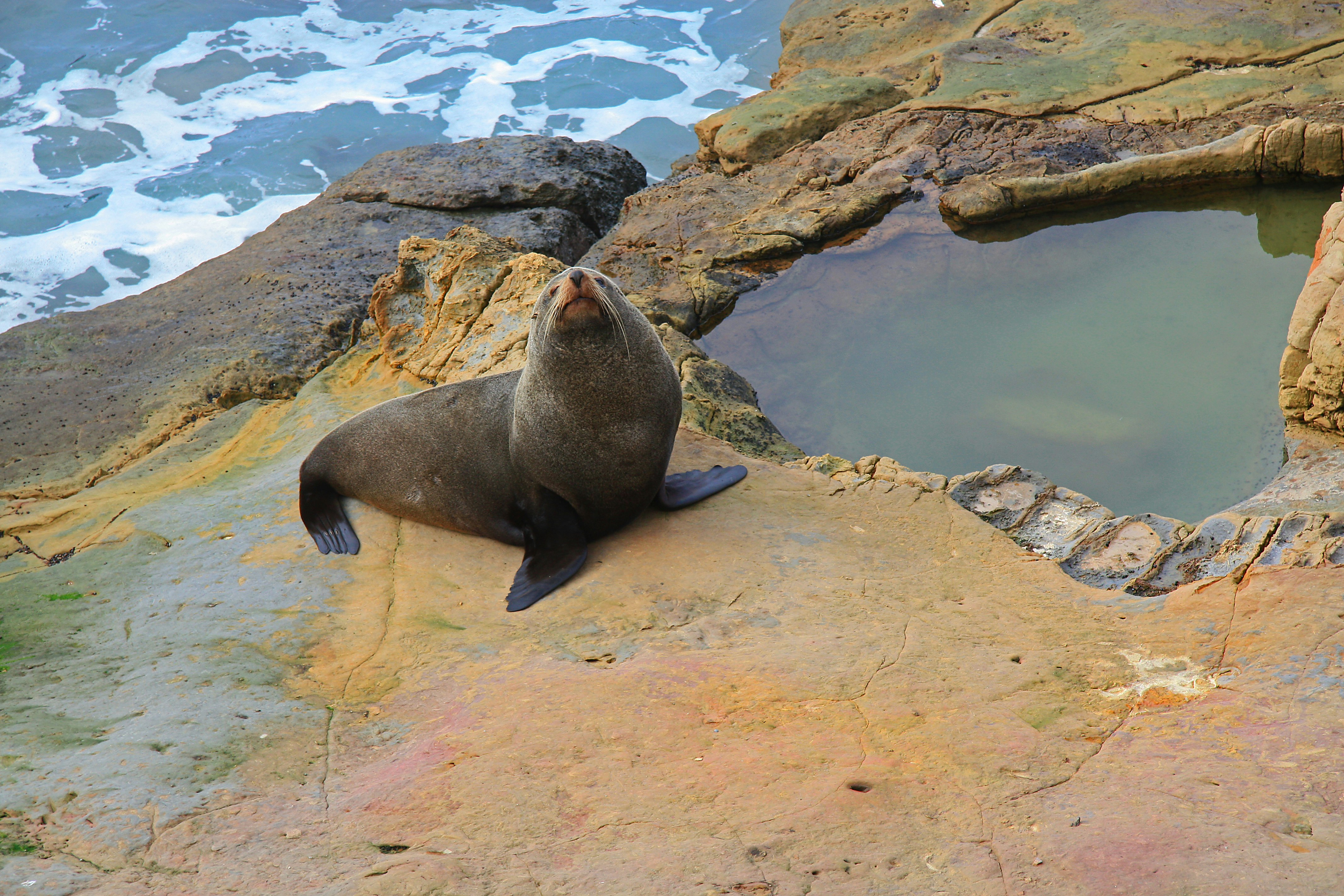 gray seal stands on beige rock